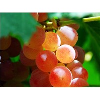 Grape Seed Extract 4:1
