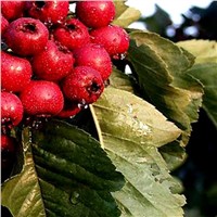 Hawthorn Fruit Extract