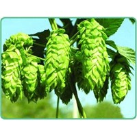 Hops Extract  3% Flavone