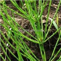 Horsetail Extract