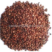 OPC 95% grape seed extract in powder