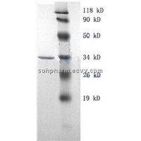 Recombinant Staphylococcal Protein A