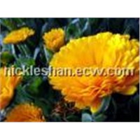 Lutein