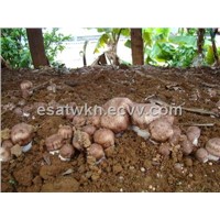Strong Product---Agaricus blazei extract