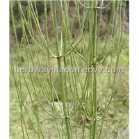 horsetail extract