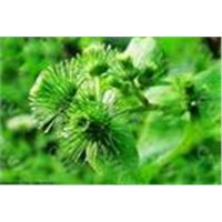 Arctium Lappa L. Extract