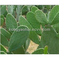 Cactus Extract