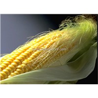 Corn Silk Extract