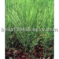 Horsetail Extract 7% Silica