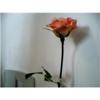 PU Flower rose Real soft touch real flower feelings Artificial Flower