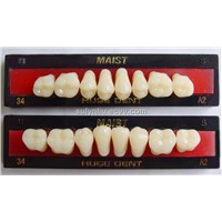 Synthetic acrylic teeth MAIST