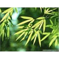 experienced manufacturer supply ---Bamboo Leaf Extract