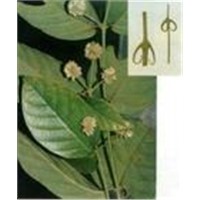 experienced manufacturer supply--Devils Claw Extract- 3%--5% HPLC