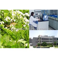 Horseradish Powder Extract