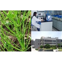 Horsetail Powder Extract