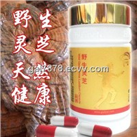 Wild Ganoderma Lucidum Capsule