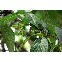 Eucommia Leaf Extract 25%
