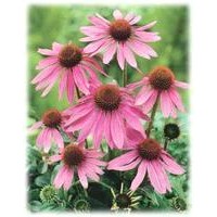 Echinacea Purpurea Extract