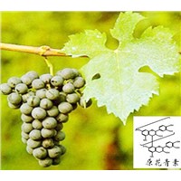 Grape Seed Extract 95% Proanthocyanidin