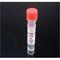 Anti-Ractopamine Monoclonal Antibody