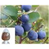 Bilberry Extract 25%Anthocyanidins