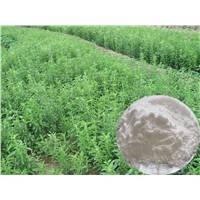 Stevia Leaf Extract