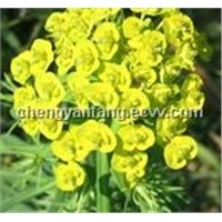 euphorbia extract