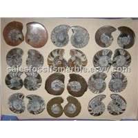 Cutted and Polished Ammonite Pairs