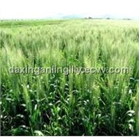 Barley Grass Juice Extract
