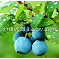 Blueberry Leaf Extract (Vaccinium Angustifolium) Chlorogenic Acid