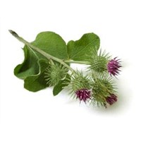 Burdock Root Extract