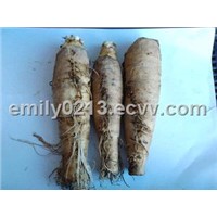 Chicory Root Extract Inulin
