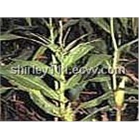 Corn Stigma P.E.