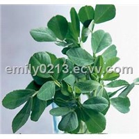 Fenugreek Extract