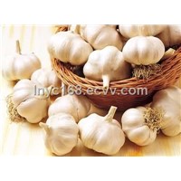 Garlic extract: Allicin