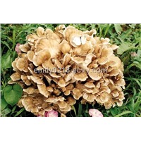 Maitake Mushroom Extract