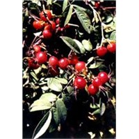 Rose Hip Extract