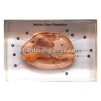 Qianfan Educational Biology Specimen School Supply - Marine Clam Dissection