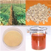 American Ginseng Root Extract 5-65%HPLC