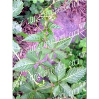 Fiveleaf Gynostemma Herb