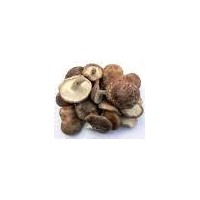 shiitake mushroom extract