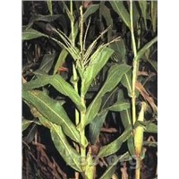 Corn Silk Extract