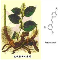 Giant knotweed extract&Resveratrol