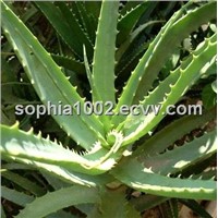 Aloe Vera extract,  sophia(at)international-biz.com