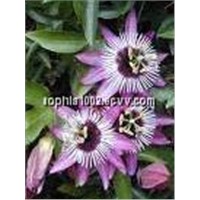 Passion Flower Extract 2% 3%4% Flavone