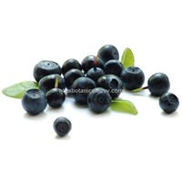 Bilberry Extract(Anthocyanidins)