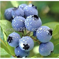 European Bilberry Extract