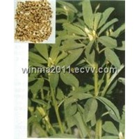 Fenugreek Extract