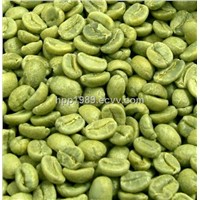 Green Coffee Bean P.E.