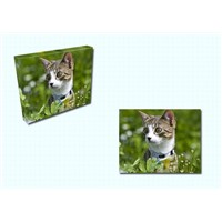 Kitty Canvas Picture
